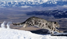 “高原精灵”雪豹回来了  