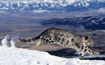 “高原精灵”雪豹回来了  