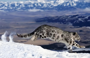 “高原精灵”雪豹回来了  