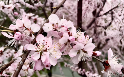 春花绽放，田园古韵诗意满满 