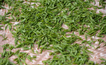 珍稀濒危防城茶研究取得新进展