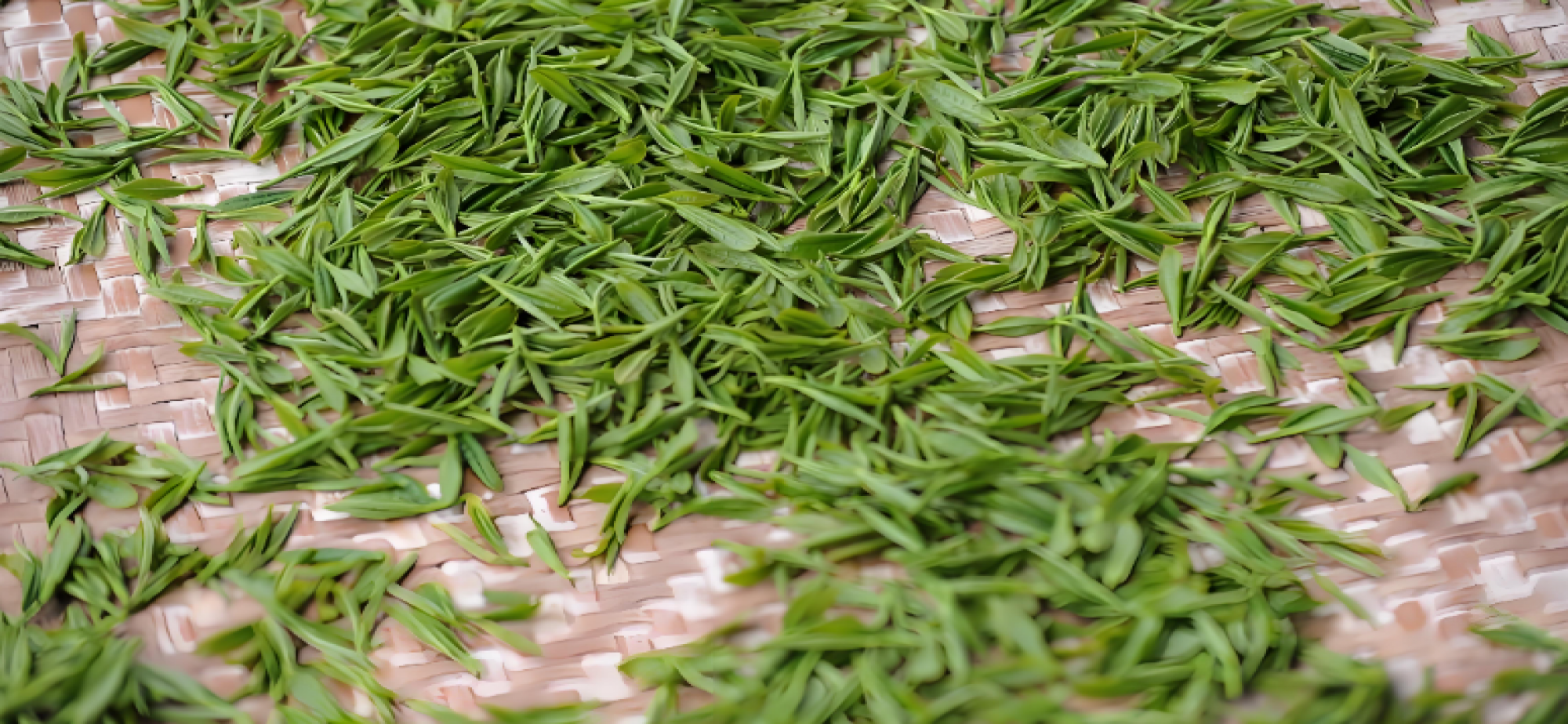 珍稀濒危防城茶研究取得新进展