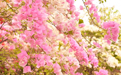 春日浪漫！云南巧家三角梅“花瀑”惊艳绽放  