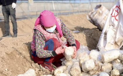 盐碱地种出“致富菇” 特色种植助力乡村振兴   