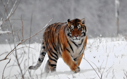 天地空一体化监测，守护东北虎豹