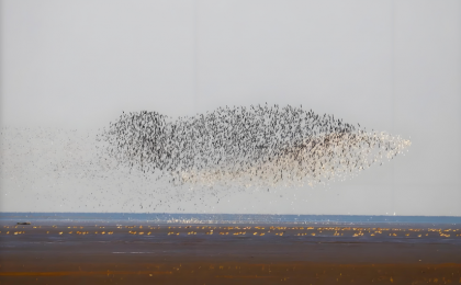 春融兴凯湖 万鸟逐浪来