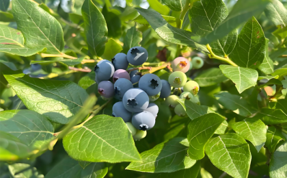 我国特色食品产区达450余个    特色农产品变身优势产业   