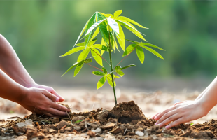 为什么中国人对种树这件事，如此执着与热爱？