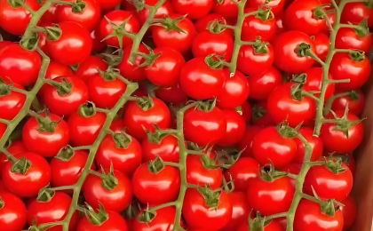 甘肃民乐：戈壁滩结出“金串串”  