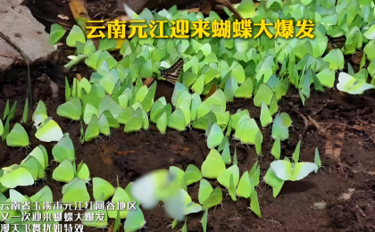见者好运！云南孟连迎蝴蝶大爆发  