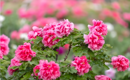 菏泽牡丹瓷：留住花开之美  