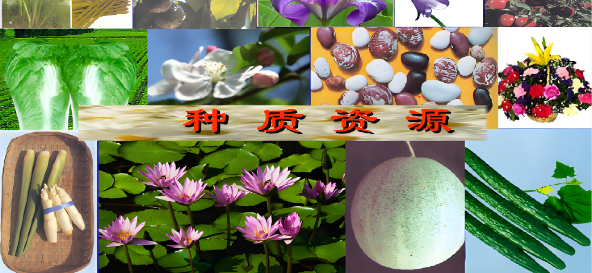 存万千良种 育丰收希望