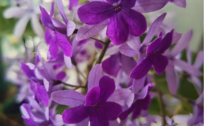 蓝花藤迎盛花期 “花瀑”绵延数十米