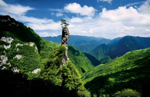 大巴山里长出片片“生金”林   