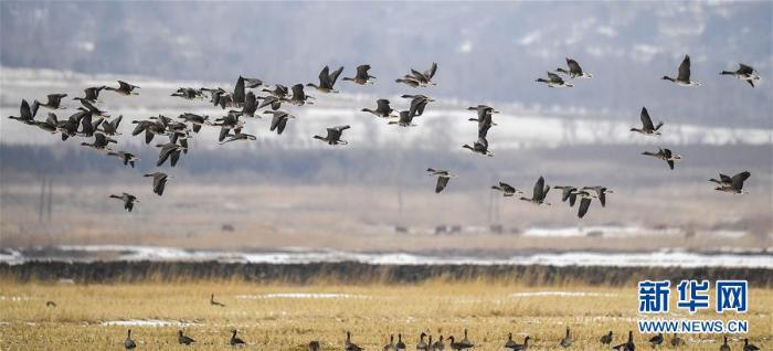 20200308233705471616620_1.jpg 20200308233705471616620_1.jpg