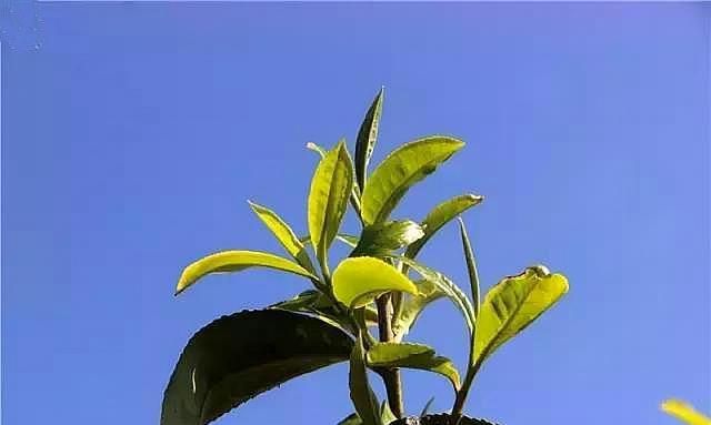古树茶.jpg