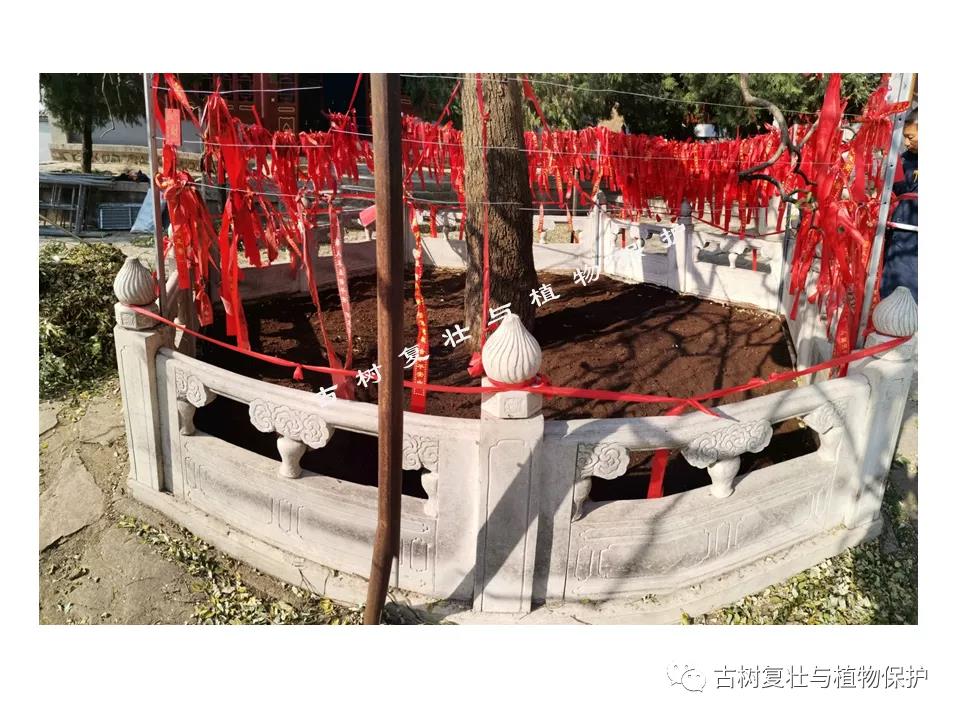 部分根系.jpg