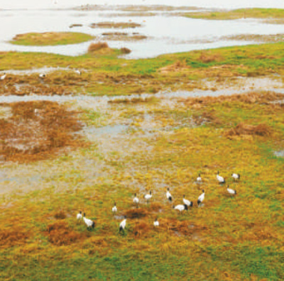 在草海.jpg 在草海.jpg