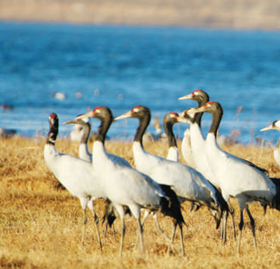 黑颈鹤.jpg 黑颈鹤.jpg