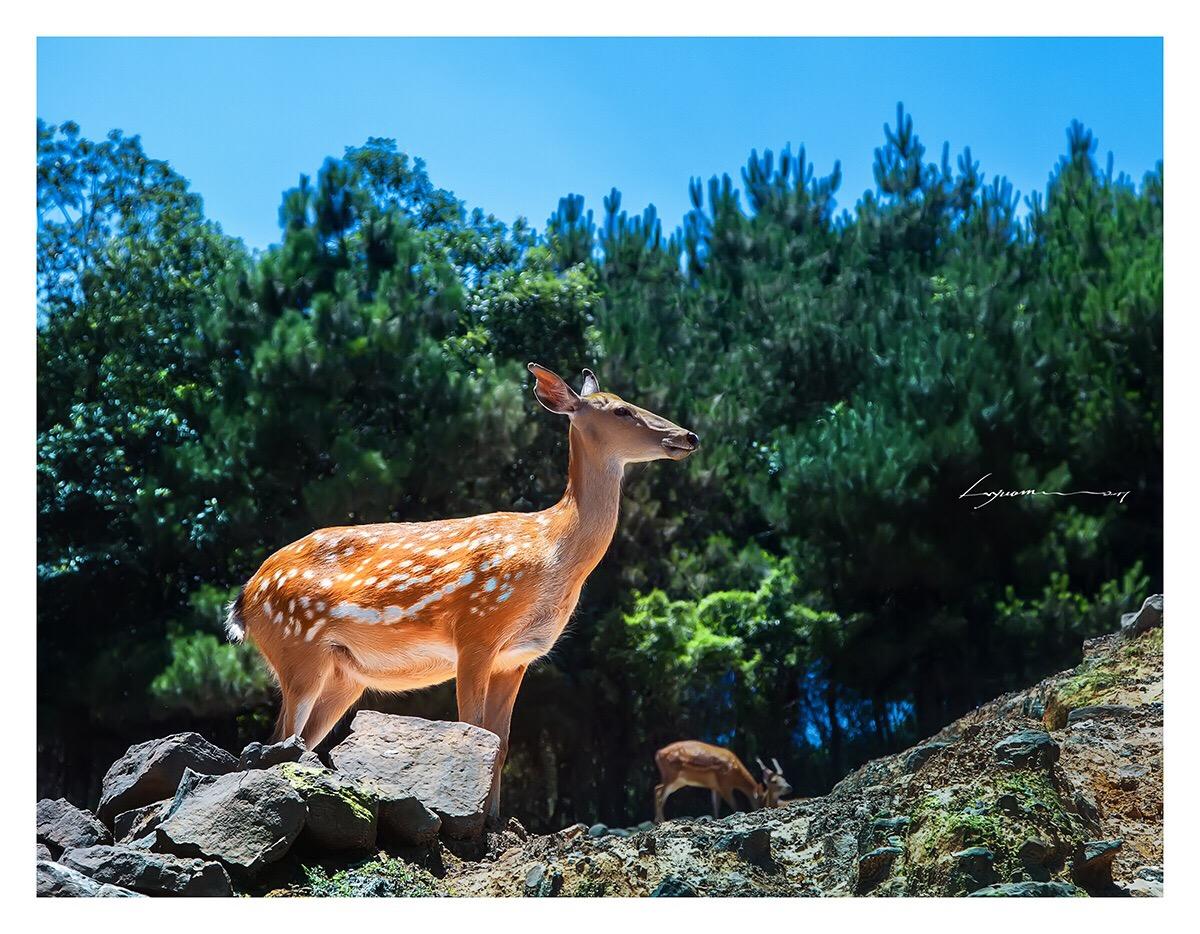 重庆野生动物.jpg 重庆野生动物.jpg