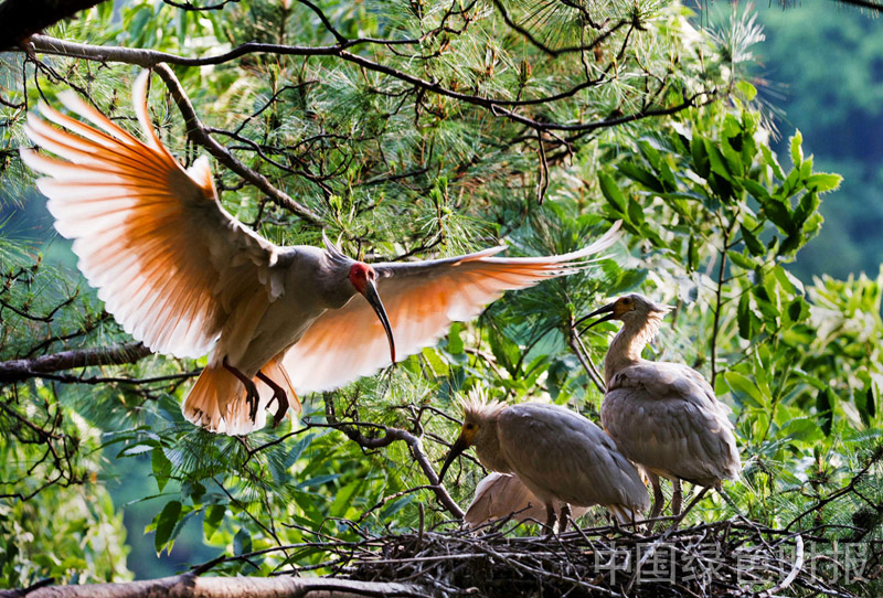朱鹮.jpg 朱鹮.jpg