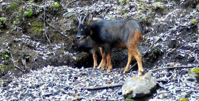 中华鬣羚.jpg 中华鬣羚.jpg