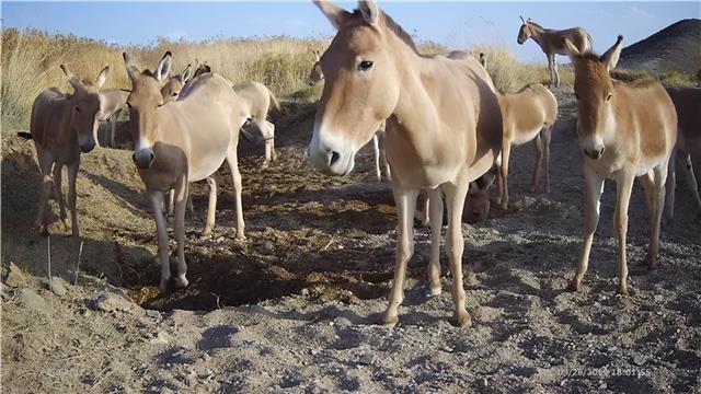 甘肃安西.jpg 甘肃安西.jpg