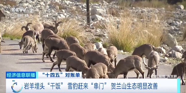 四年前，贺兰山做了矿区整治.png