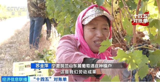 宁夏贺兰山东麓葡萄酒庄种植户 苏金萍：.png