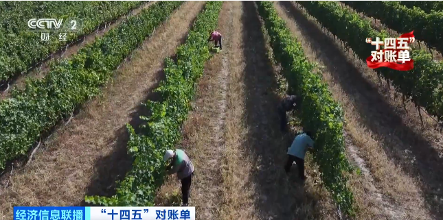 再来这座矿坑上改造的酒庄，.png