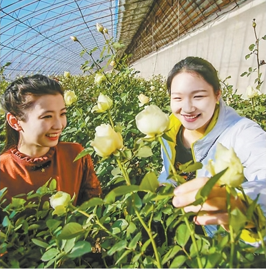 辽中区玫瑰种植基地，.png