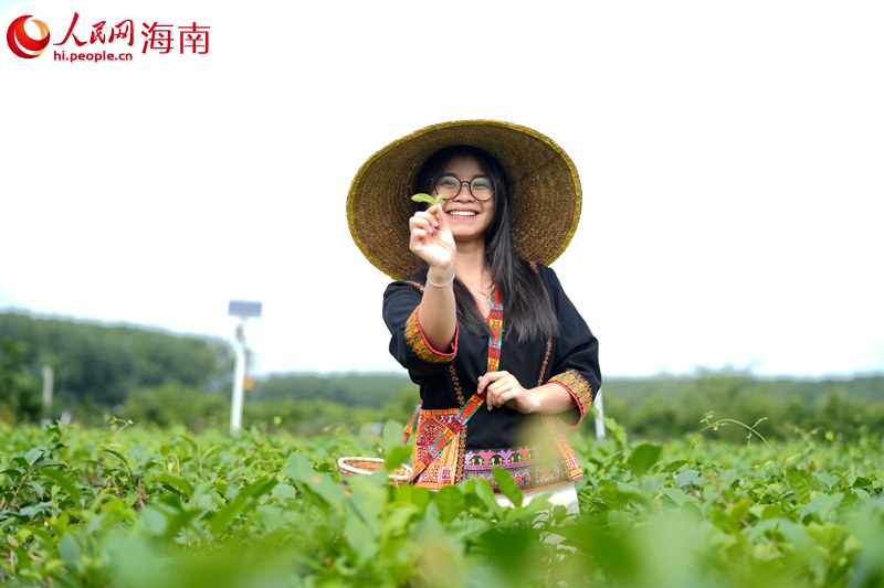 1764241946823931.jpg 人民网外语专家在茶园体验采茶。人民.jpg