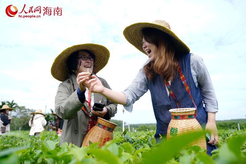 1764241965827383.jpg 人民网外语专家在茶园体验采茶。人民网3.jpg