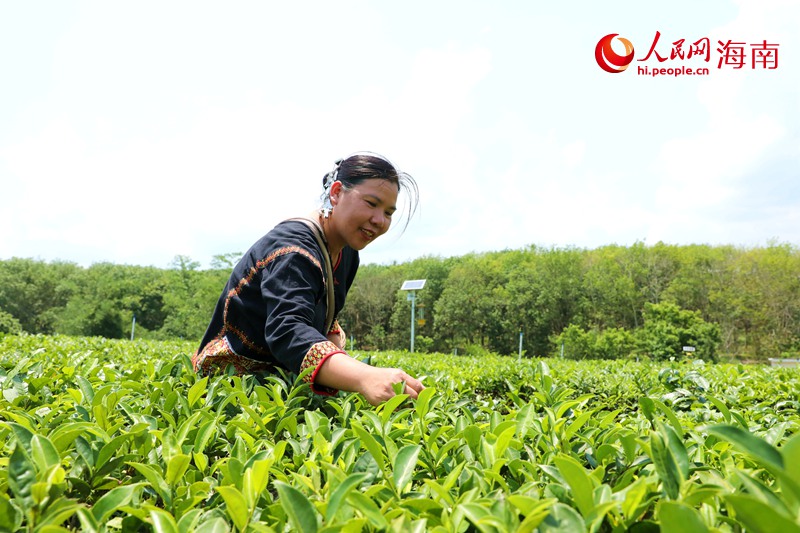 1764241983451459.jpg 符小芳在五里路有机茶园采茶。.jpg