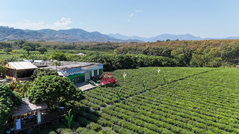 1764242022671574.jpg 五里路茶韵共享农庄。.jpg