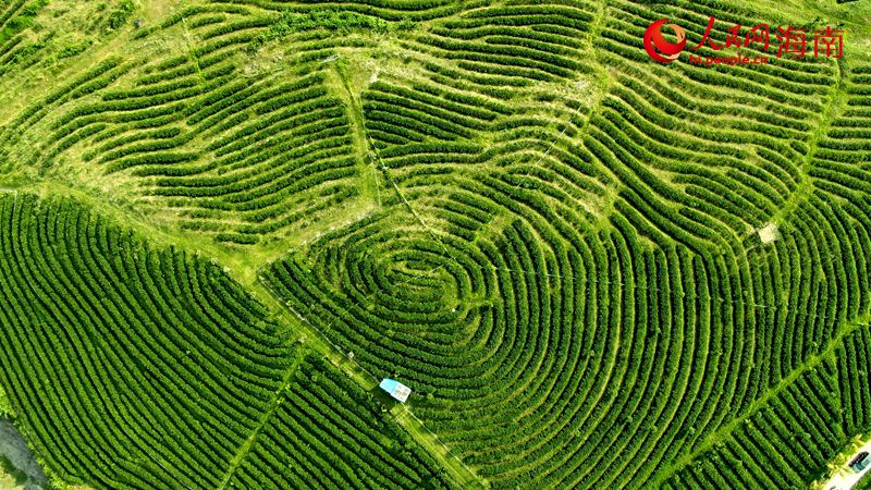 1764242082854304.jpg 白沙茶叶种植基地。人民网 符.jpg