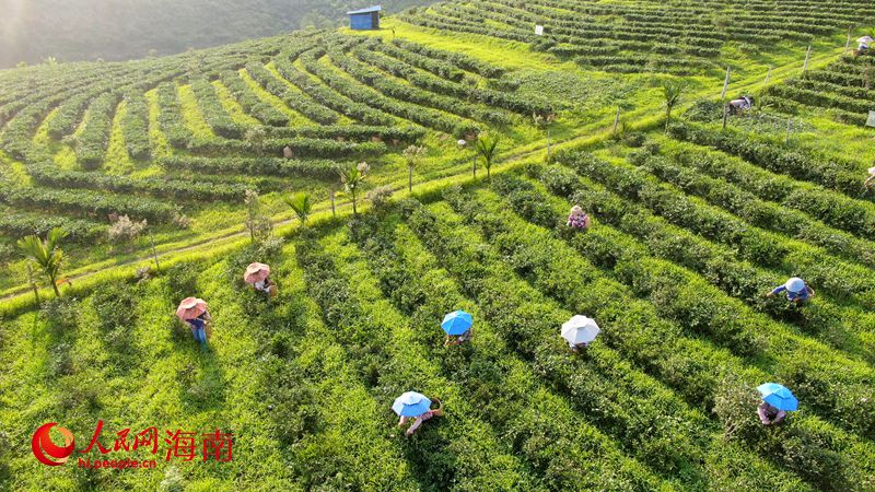 1764242104251430.jpg 工人在茶园里采茶。人民网记者 符武平摄.jpg