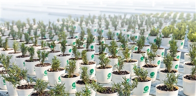 1766047480167449.jpg 育苗现场。.jpg