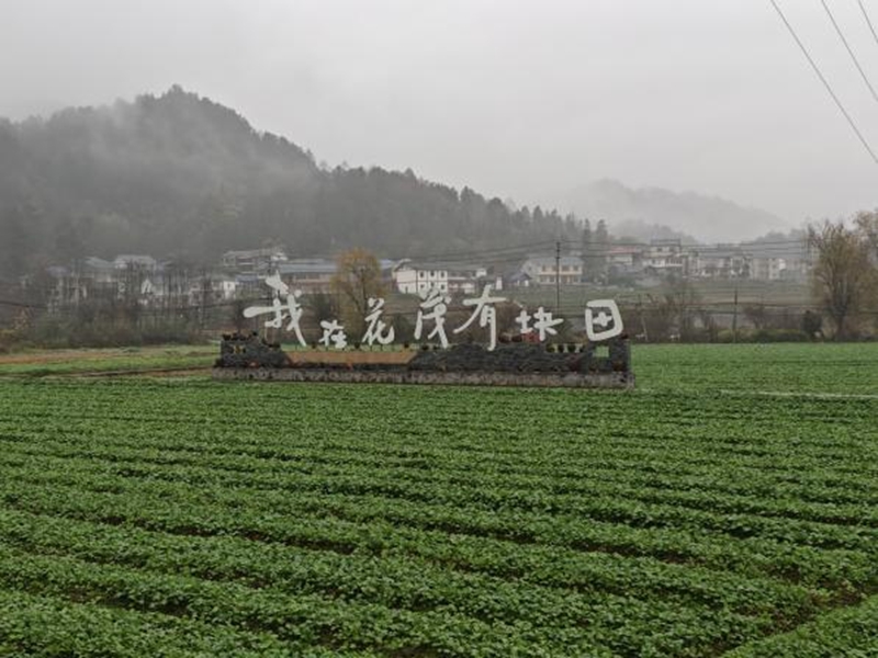 花茂村一角。杨.jpg