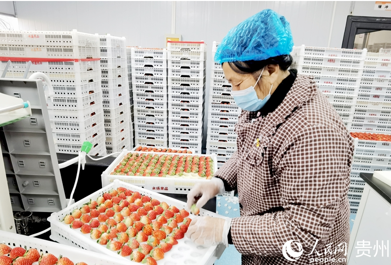 1768299033276226.png 王贵秀正在分拣草莓。.png