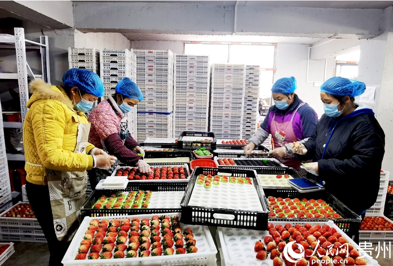 1768299054795070.png 贵州高源草莓种业基地内,.png