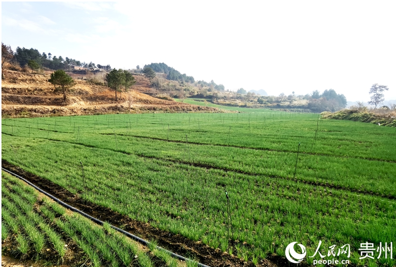 1768299078128588.png 赵司村香葱种植基地一隅。.png