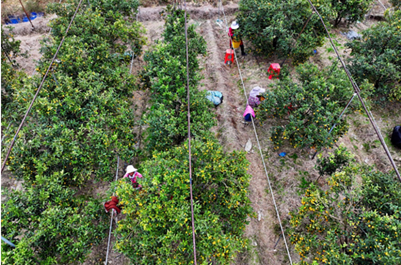 融安金桔种植区坚持“.png