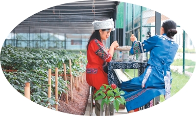 1772089925171542.jpg 主播在林下三七种植.jpg