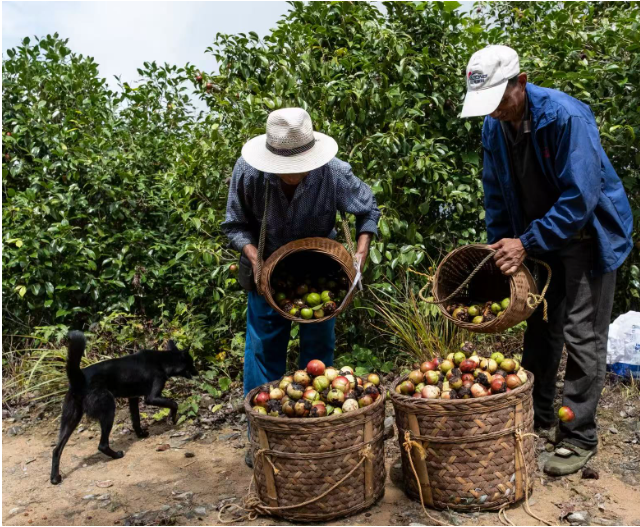 1772442924898470.png 农民采摘油茶果。.png