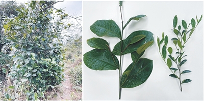 1773657500963536.jpg 防城茶。.jpg