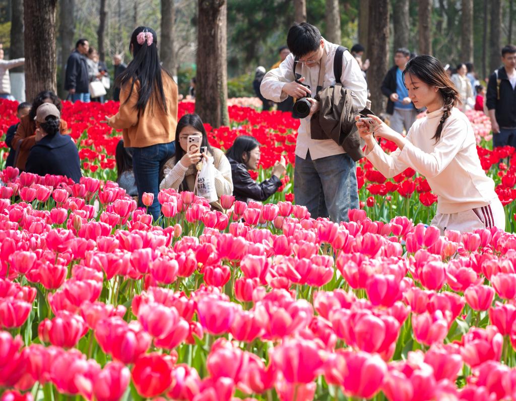 1774870505317609.jpg 3月21日,游客在南京中山.jpg