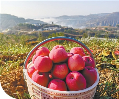 1774941051408321.jpg 张炳贵种出的沙地苹果。横山区委宣.jpg